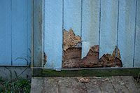 image of damaged wood siding illustrating ideal candidate for siding repair.