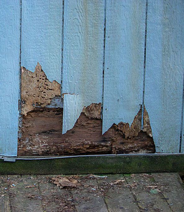 Picture of damaged blue wood siding needing siding replacement.